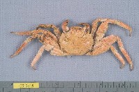 藏品(白紋方蟹)的圖片